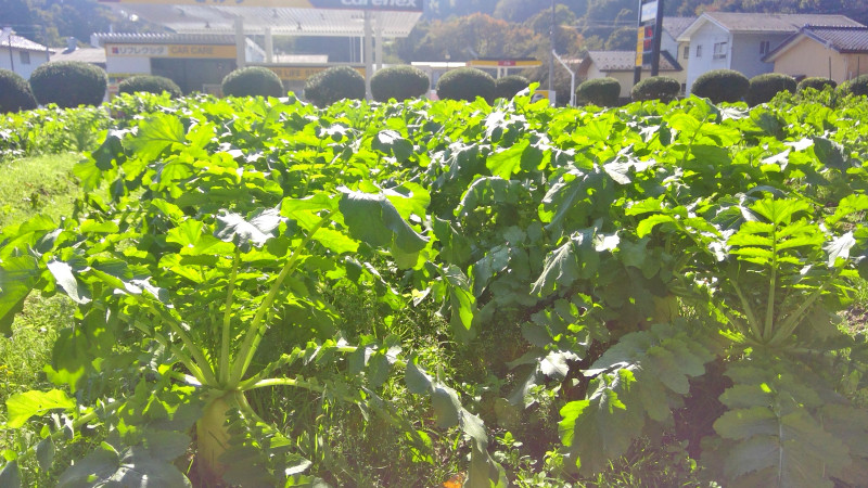 WIN_20251030_10_52_14_Scan